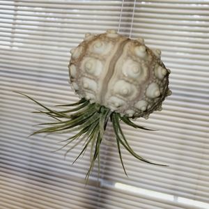 Flying Jellyfish Airplant